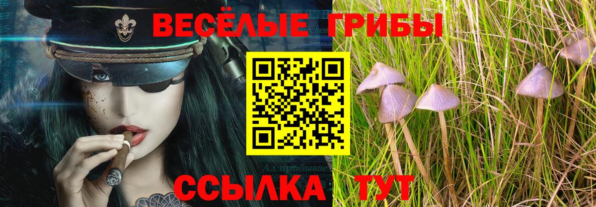 Галлюциногенные грибы Psilocybe Юрга
